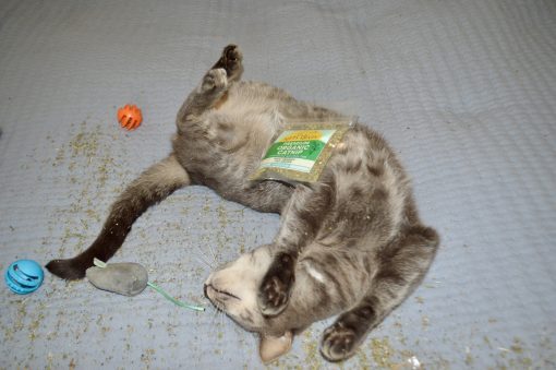 Zoomie Dust Catnip Blend - Image 5